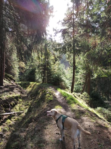 Hüttschenthal - Wildemann