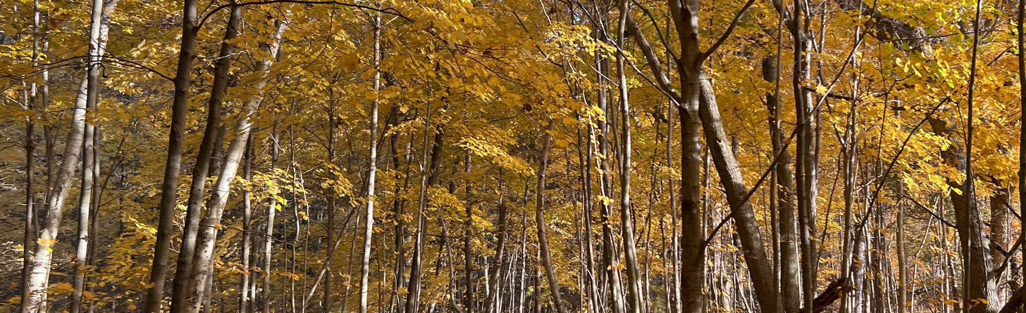 Rum Runner Trail 15 Reviews, Map Ontario, Canada AllTrails