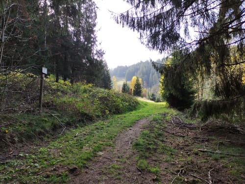Hüttschenthal - Wildemann