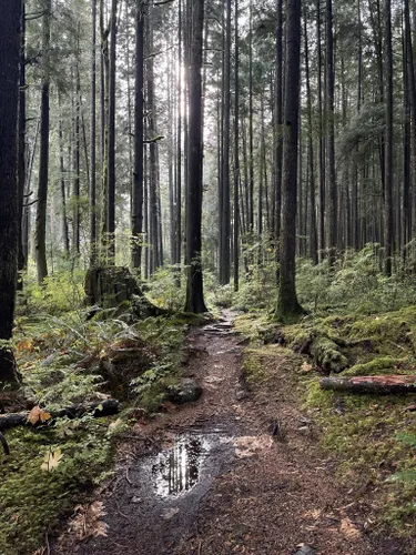 10 Best Hikes and Trails in UBC Malcolm Knapp Research Forest | AllTrails