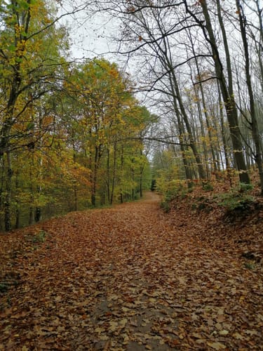 Hergarten Jägerpfad