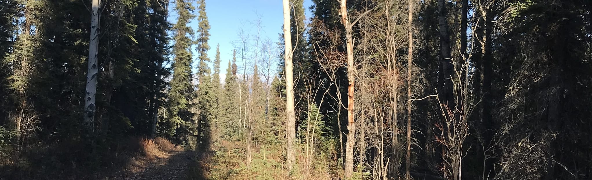 Aspen Trail Yellow Loop Alaska - EyJidWNrZXQiOiJhc3NldHMuYWxsdHJhaWxzLmNvbSIsImtleSI6InVwbG9hZHMvcGhvdG8vaW1hZ2UvNTM3ODE3MzYvMGIyYzYxNjhlNjlmMDYwZGZmNmY5ZmRlMTczYTViMTYuanBnIiwiZWRpdHMiOnsidG9Gb3JtYXQiOiJqcGVnIiwicmVzaXplIjp7IndpZHRoIjoyMDQ0LCJoZWlnaHQiOjYyNCwiZml0IjoiY292ZXIifSwicm90YXRlIjpudWxsLCJqcGVnIjp7InRyZWxsaXNRdWFudGlzYXRpb24iOnRydWUsIm92ZXJzaG9vdERlcmluZ2luZyI6dHJ1ZSwib3B0aW1pc2VTY2FucyI6dHJ1ZSwicXVhbnRpc2F0aW9uVGFibGUiOjN9fX0=