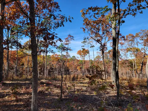 Ozark trail mark twain national cheap forest