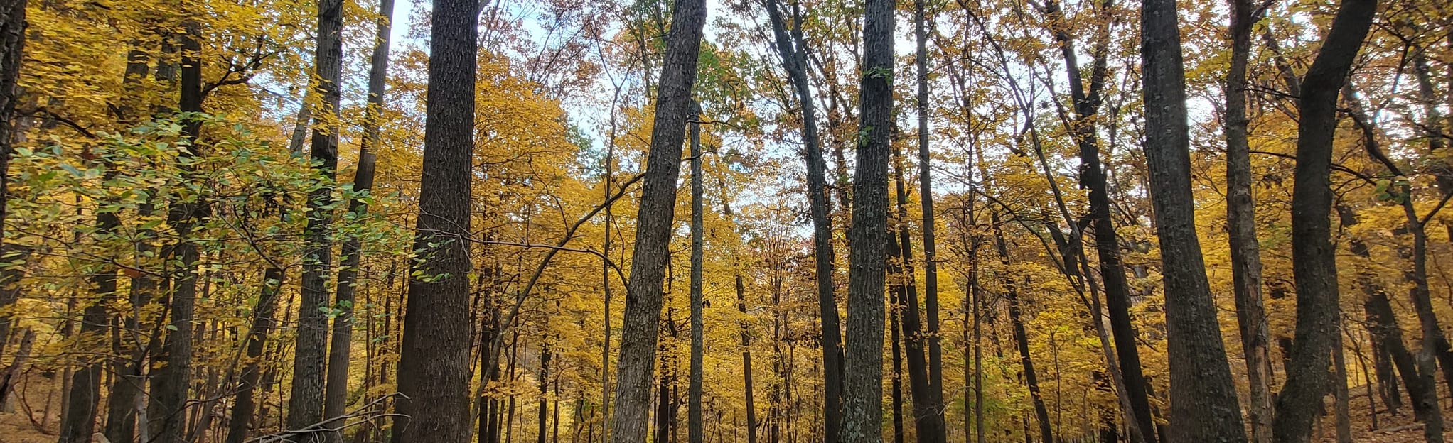 Flint Quarry and Chubb Trail Loop - Missouri | AllTrails