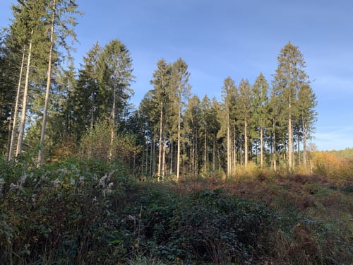 Durch die Lohmarer Heide
