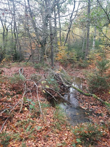 Moore-Pfad Schneifel (Premiumwanderweg)