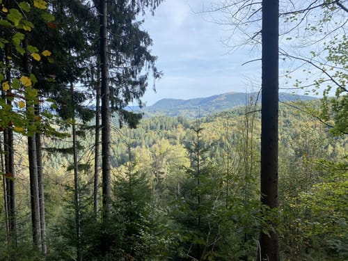 Zum Brandeckkopf-Gipfel entlang des Brandeckbächle