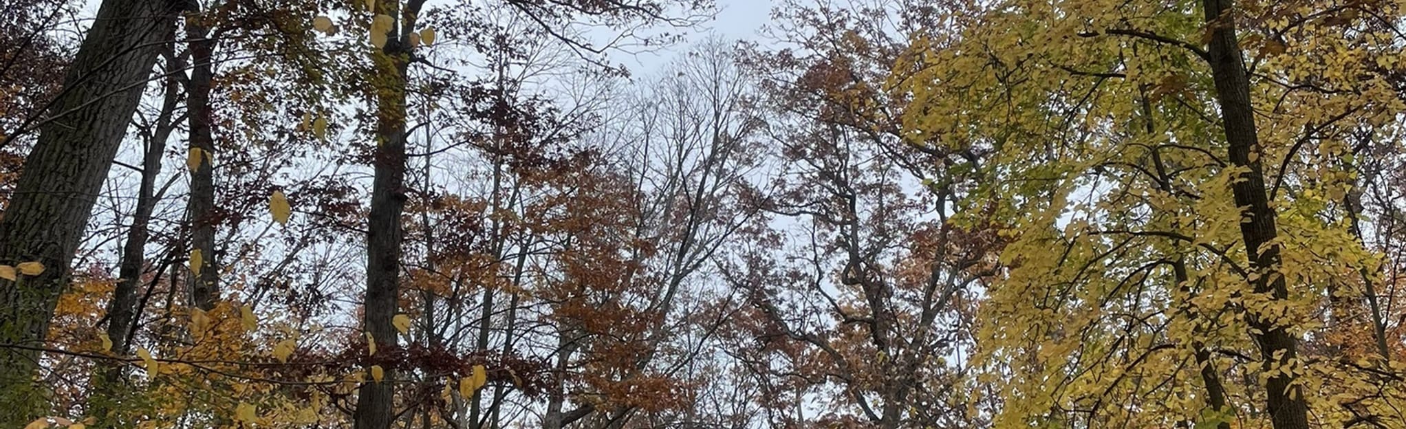 Sanders Park Hardwood Trail, Wisconsin 60 Reviews, Map AllTrails