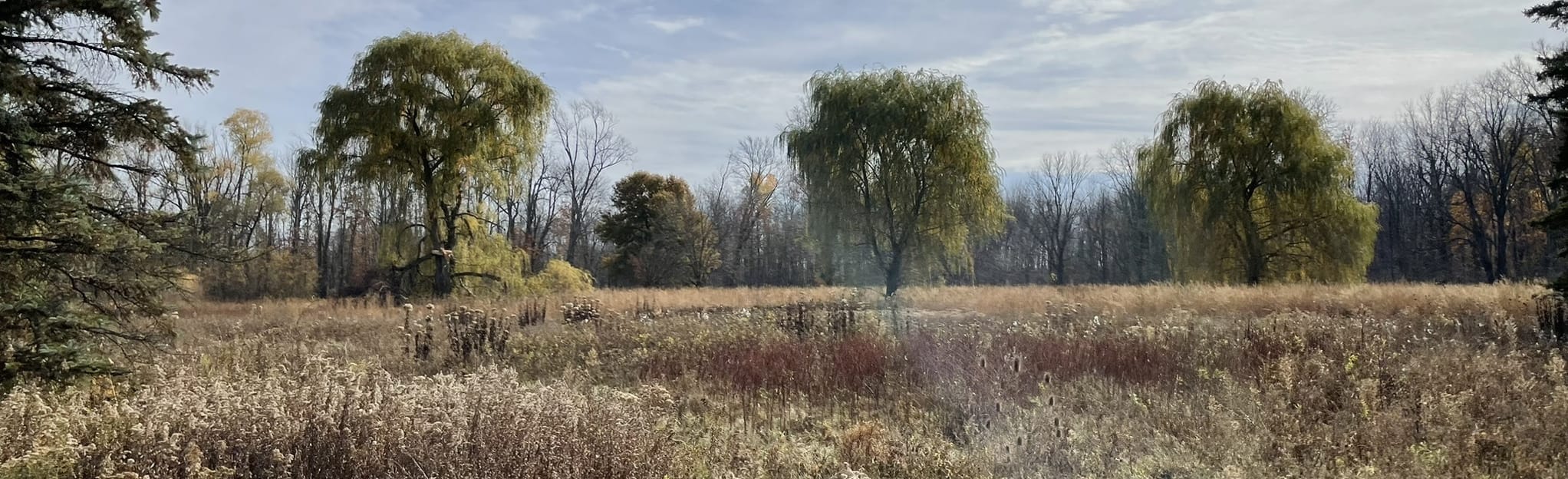 Wolcott Mill Outer Branch Trails, Michigan 55 Reviews, Map AllTrails