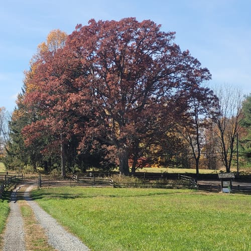 Best Hikes and Trails in Stateline Woods Preserve AllTrails