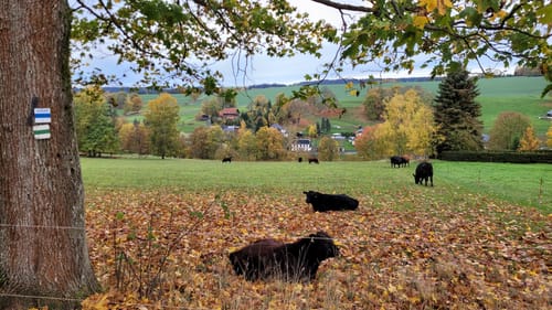 Kammweg Erzgebirge-Vogtland Etappe 14: Schöneck - Eichigt