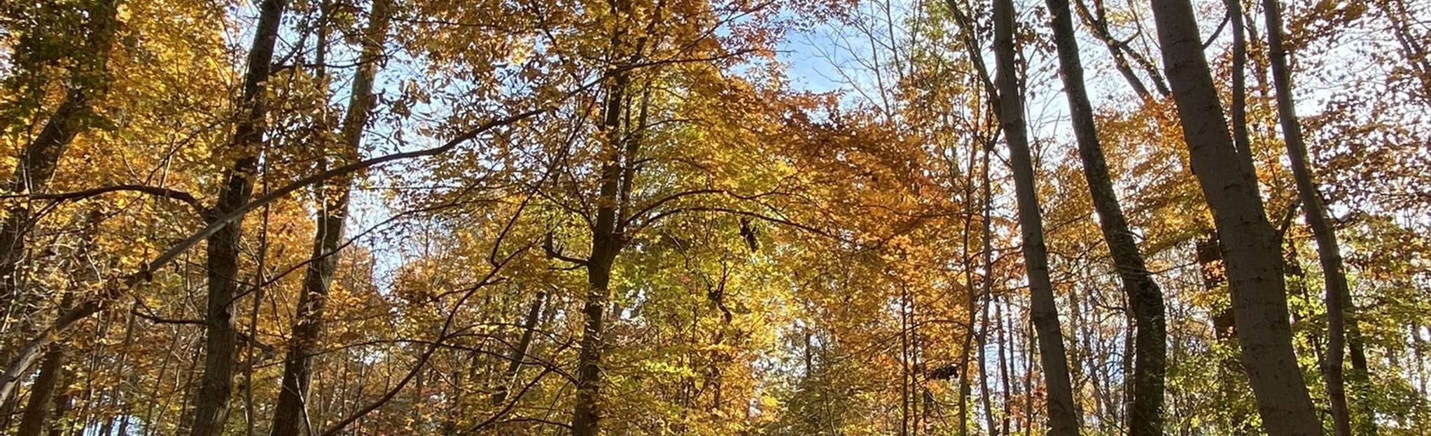 Copper Hill Trail and Baldplate Mountain Loop 75 Reviews, Map New