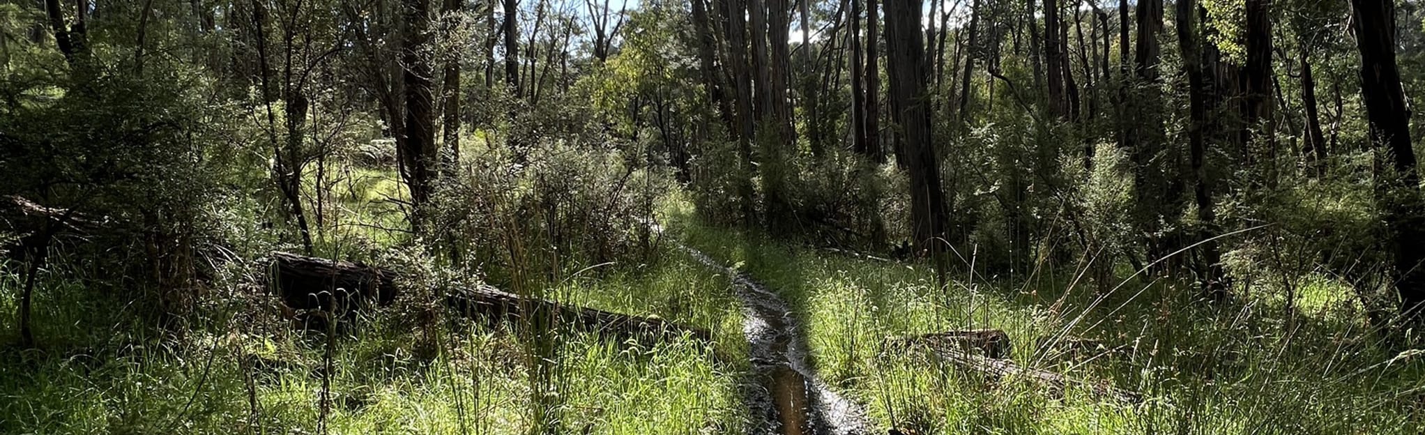 Happy Valley Track, O'Sheas Track and