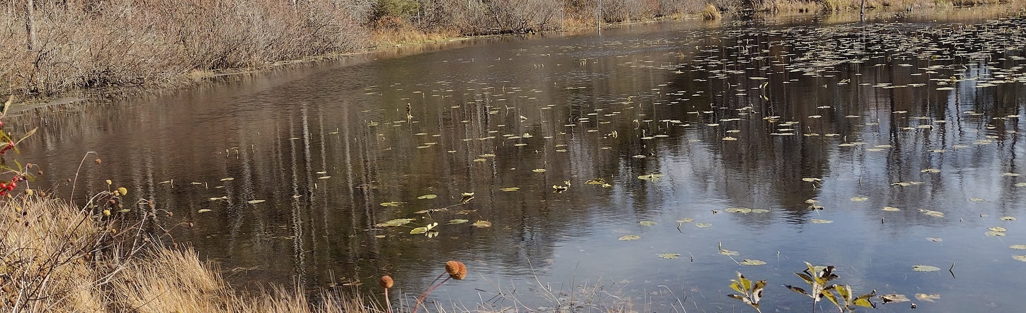 Fredonia College Lodge Trail Loop Map, Guide New York AllTrails