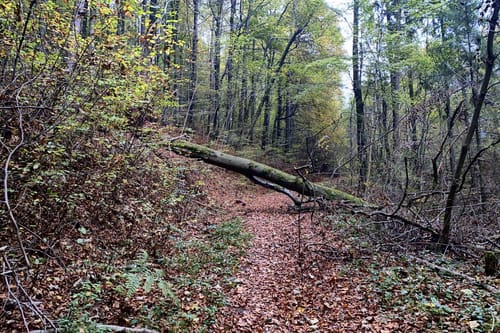 Pfänderbachtal Runde