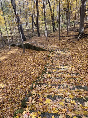 Escape to Serenity: Unwind at Illinois' Seward Bluffs Forest Preserve