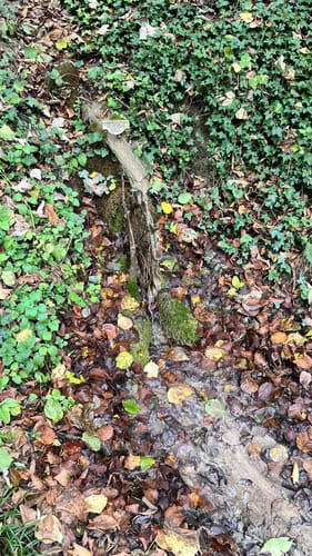 Von Höchstberg durch den Plattenwald