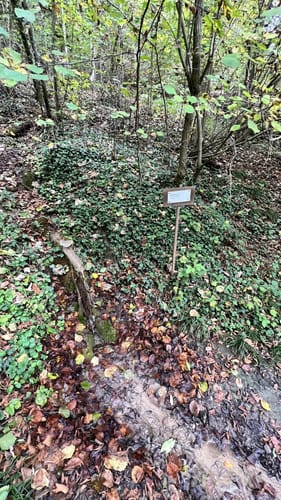 Von Höchstberg durch den Plattenwald