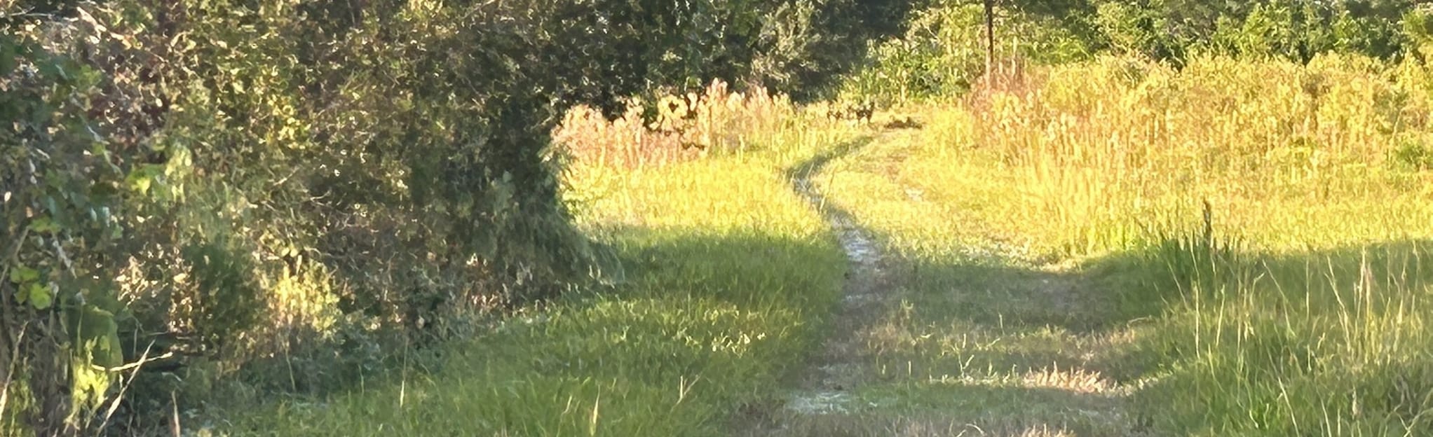 Crooked Lake Firebreak Trail 1, Florida 22 Reviews, Map AllTrails