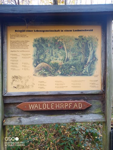 Gemündener Wald