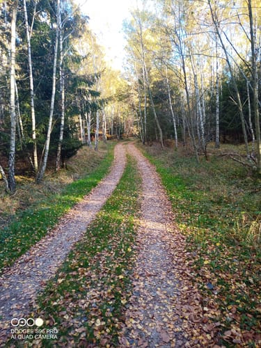 Gemündener Wald