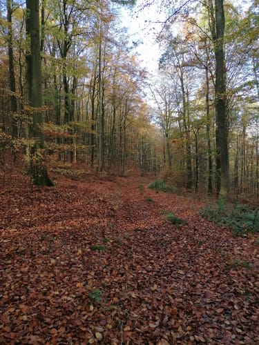 Fellingshausen: Archäologischer Wanderweg auf den Dünsberg