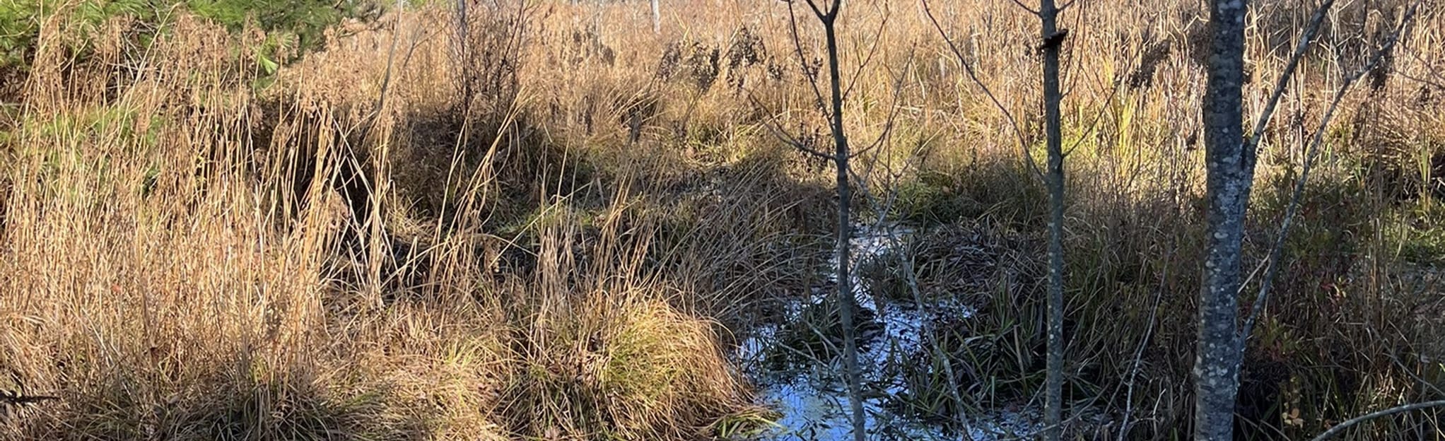 Overlook Trail to Landing Trail 143 Reviews, Map New Hampshire