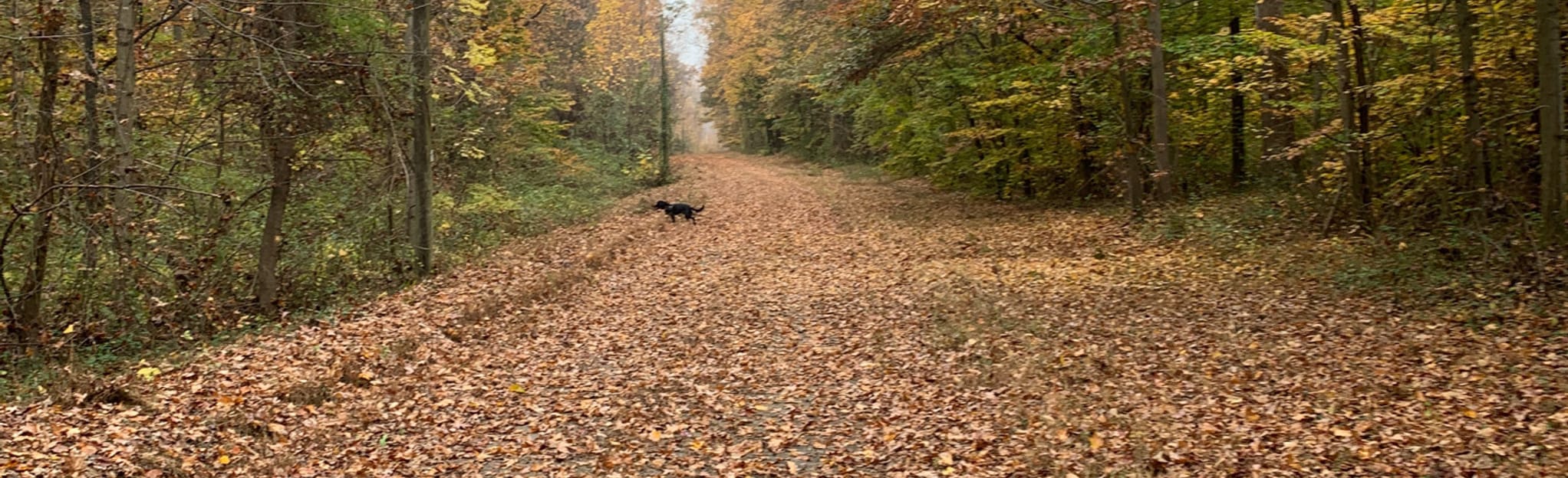 Elk Forest MHA Trail 11 Reviews, Map Maryland AllTrails