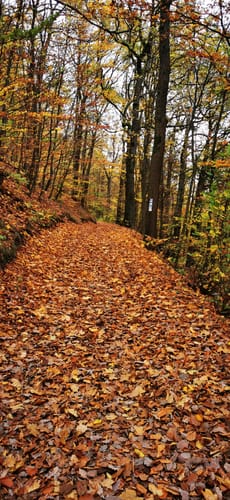 Rehberg-Weg