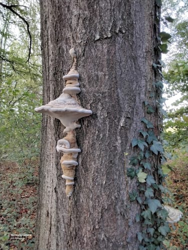 Weg der Selbstzuwendung