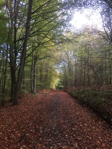 Rundwanderweg Groß-Bieberau Heidekopf 5: Tal-Weg