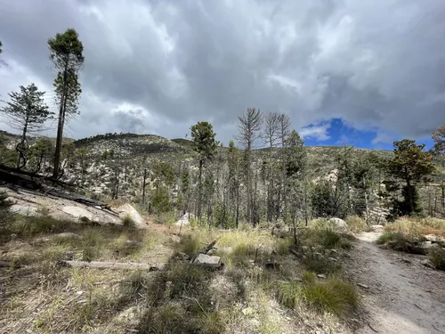 Best hikes mt on sale lemmon