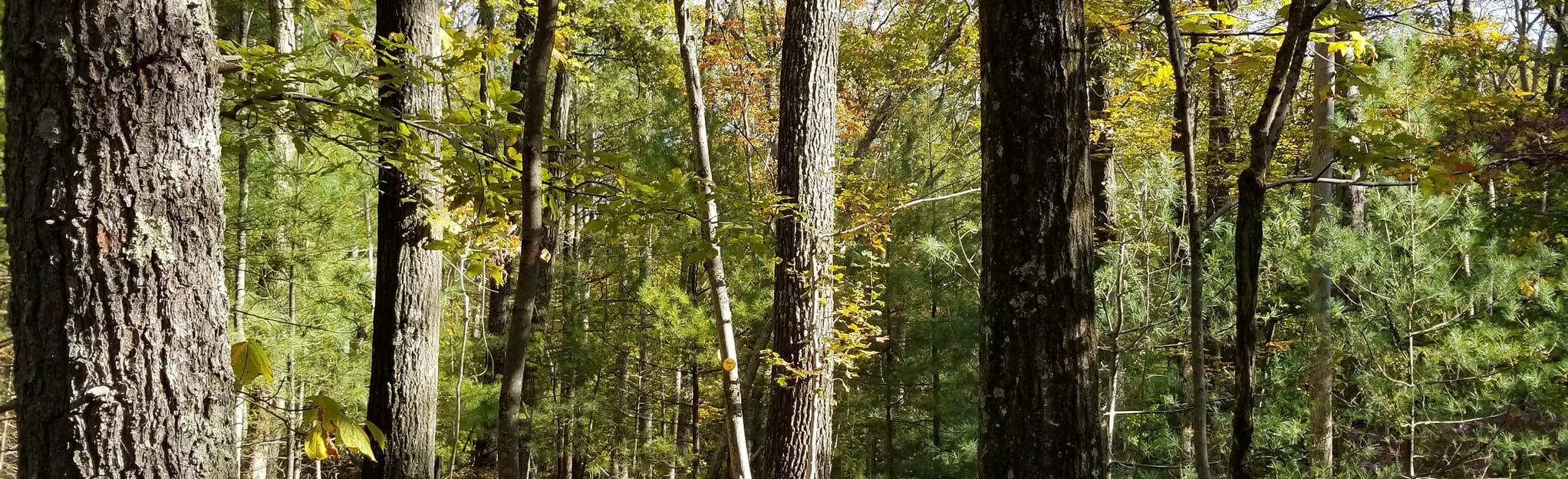 Jockey Hill and Wintergreen Ridge Trail 91 Reviews, Map New York