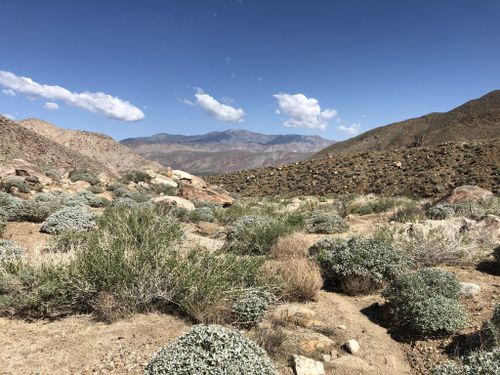 are dogs allowed at anza borrego state park