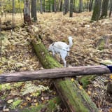 Hickory Creek Wilderness Trail, Pennsylvania - 370 Reviews, Map | AllTrails