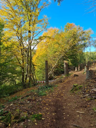 Rundweg Ronsdorfer Talsperre - Saalscheid