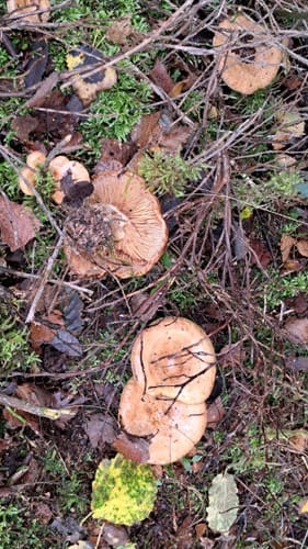 Velmerstot Rundwanderung