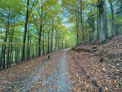 Silbach - Meisterstein - Langenberg