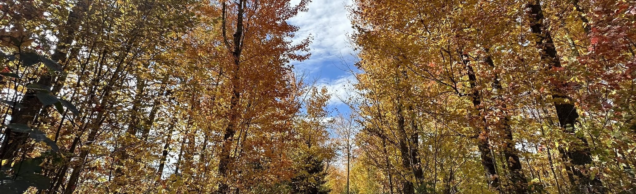 Carry Falls Blue Loop Trail 12 Reviews, Map New York AllTrails