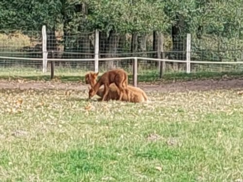 Im Tierpark Sababurg