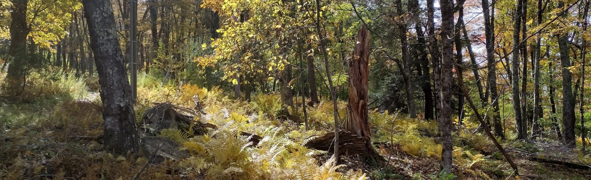 Mountain Lake Off Road Trail Virginia AllTrails