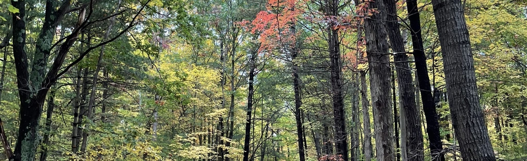 Ganaraska Oak Ridges Trail Map, Guide Ontario, Canada AllTrails