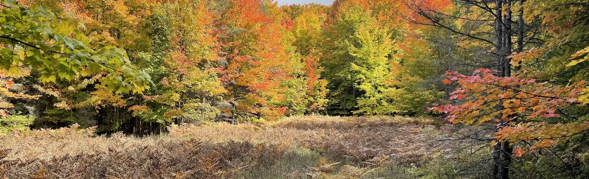 McCune Nature Preserve Trail 308 Reviews, Map Michigan AllTrails