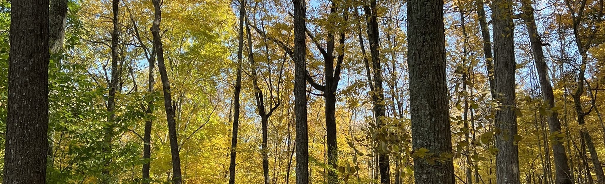 Kincaid Lake Spicebush Loop 14 Reviews, 22 Photos, Map Kentucky