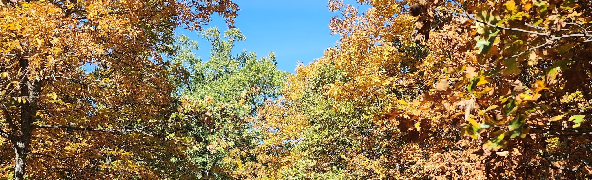 Niangua Conservation Area St. Luke Tract, Missouri 19 Reviews, Map AllTrails