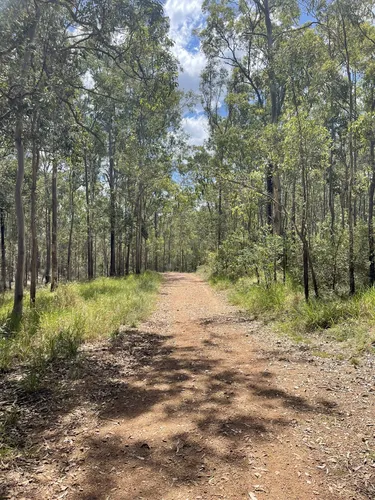 10 Best Forest Trails in Moggill Conservation Park | AllTrails
