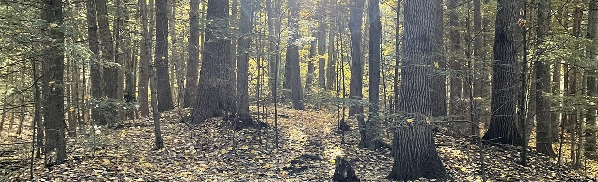 Voyager Creek Valley Loop 20 Reviews, Map Ontario, Canada AllTrails