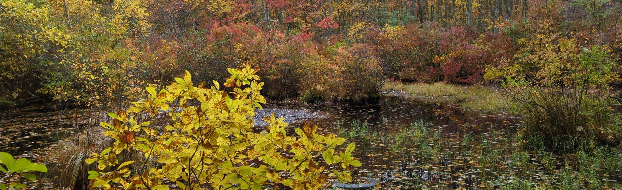 Old Cook Road and Orange Trail, Connecticut 7 Reviews, Map AllTrails