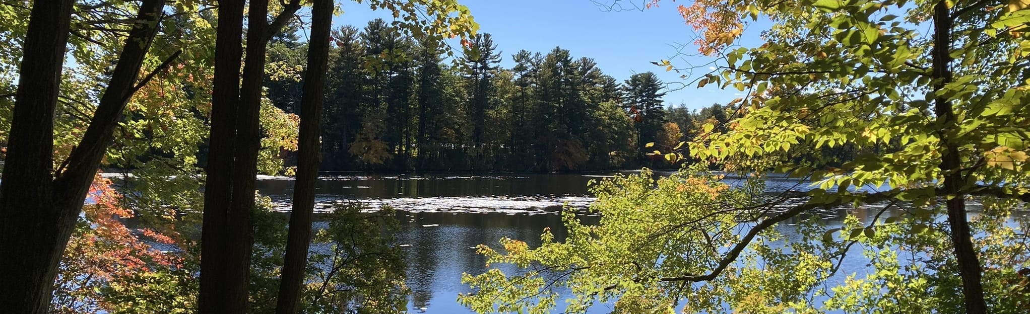 Stow Town Forest White, Yellow, Orange Loop, Massachusetts 47 Reviews