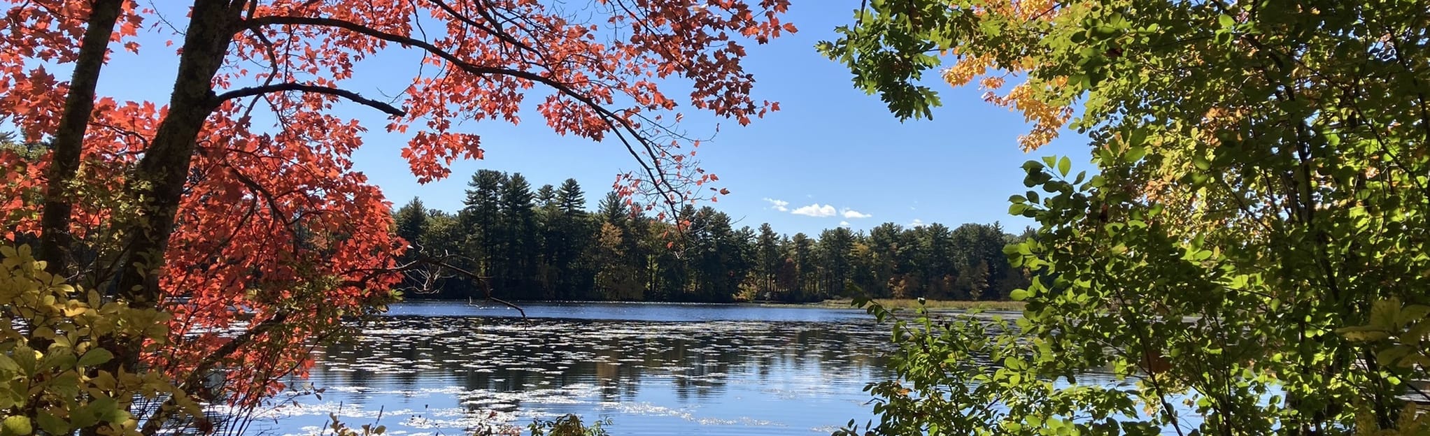 Stow Town Forest Blue, Yellow and White Loop , Massachusetts 186